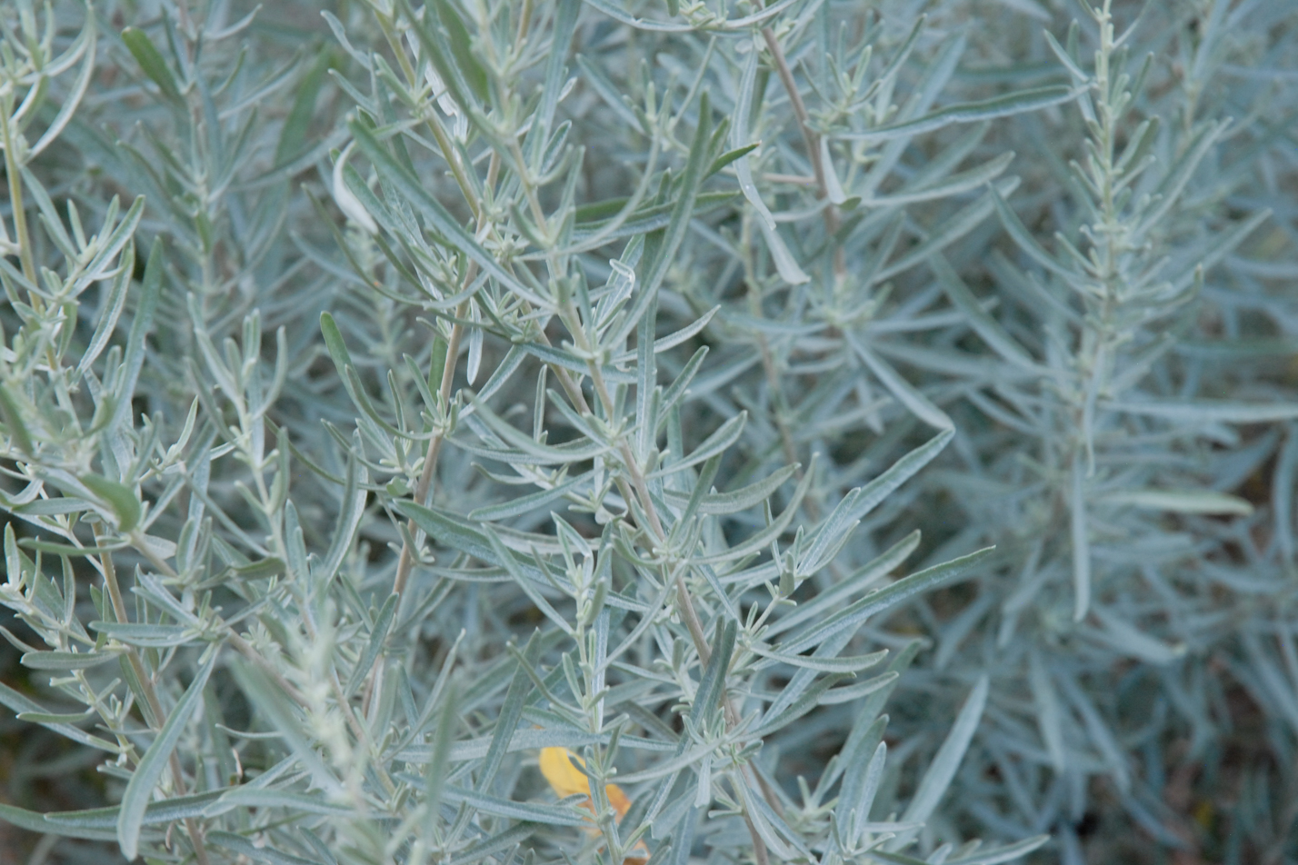 Saltbush